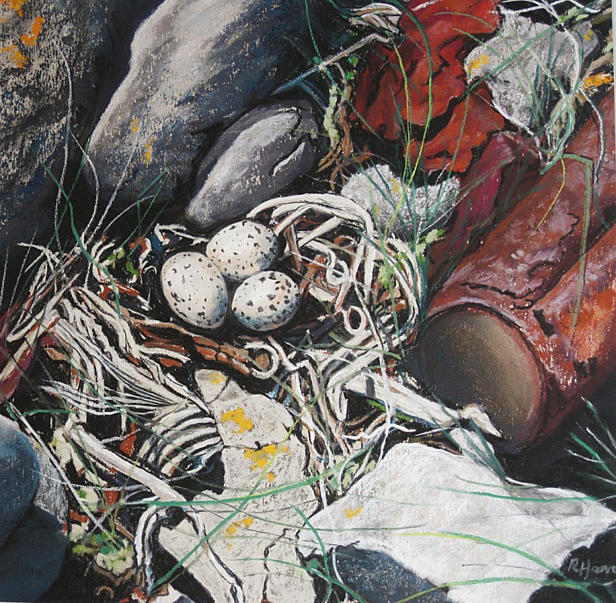 Oyster Catchers Eggs 1