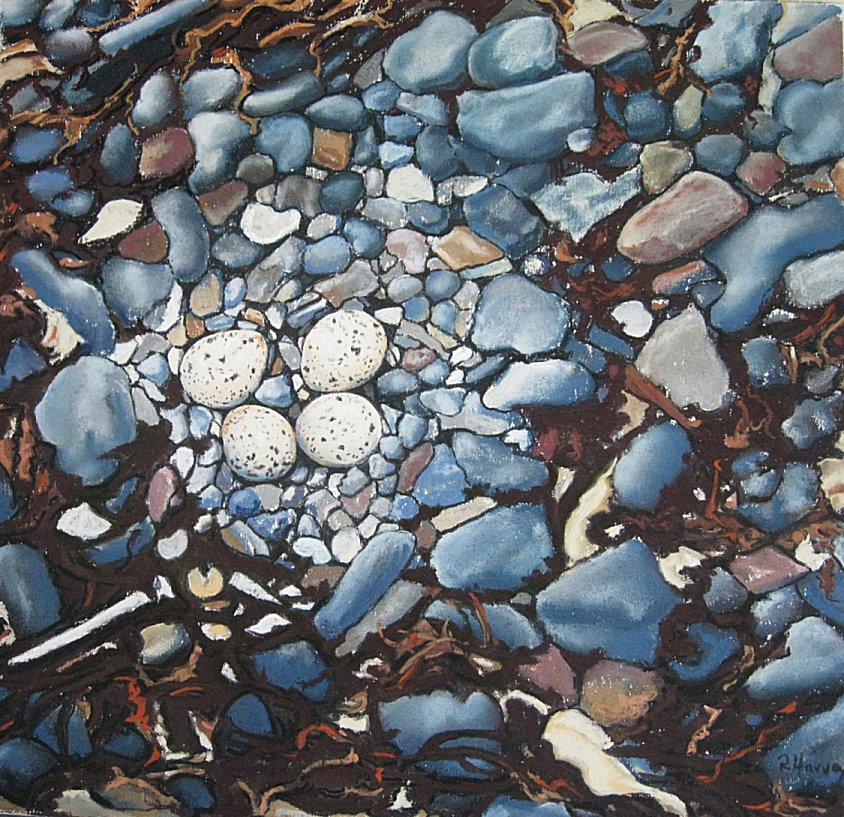 Oyster Catchers Eggs 2.