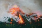 Burning the Whins 1
